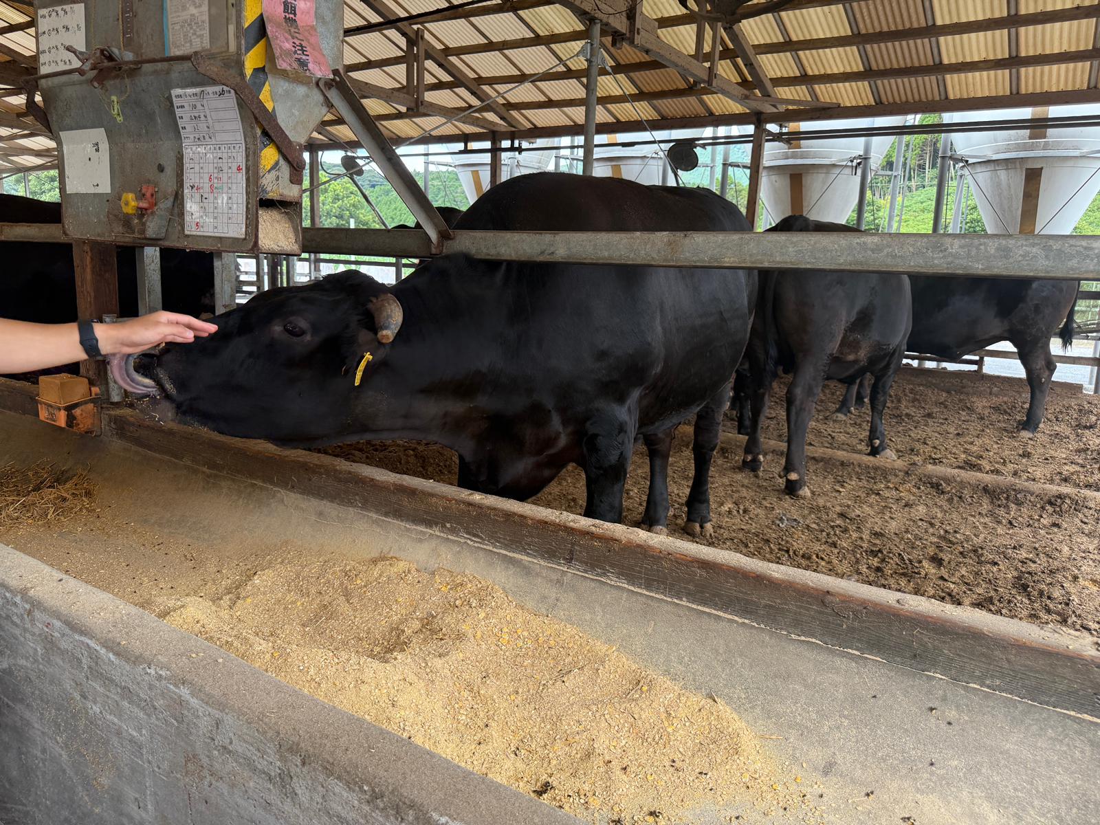 Wagyu farm — Fukuoka